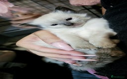 Ragdoll cats for sale: Purebred Chocolate point girl - Image 2