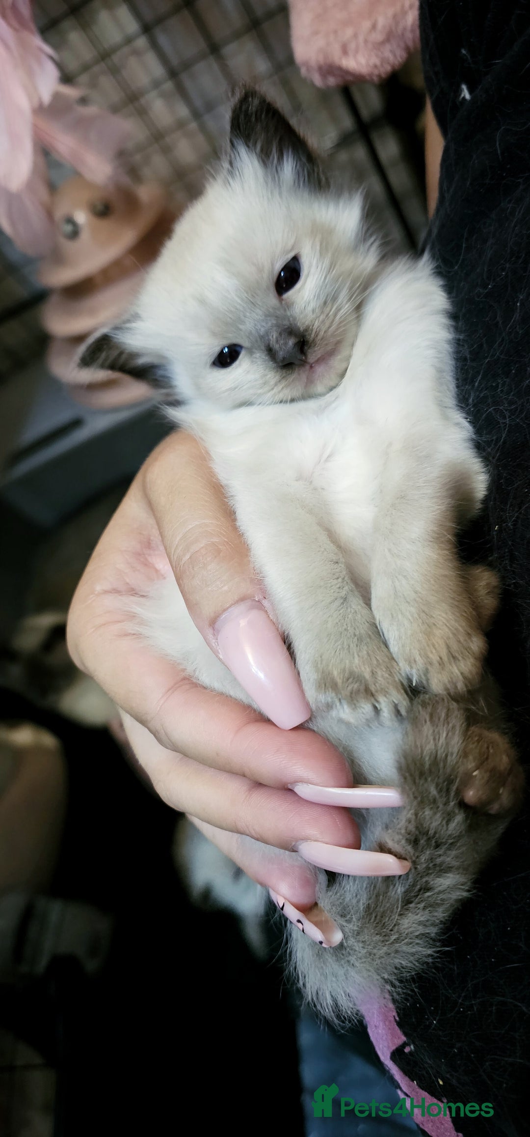 Ragdoll cats for sale: Purebred Chocolate point girl - Image 2