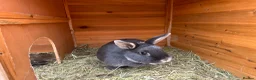 Mixed Breed rabbits for sale: Rabbits bonded pair - Advert 5