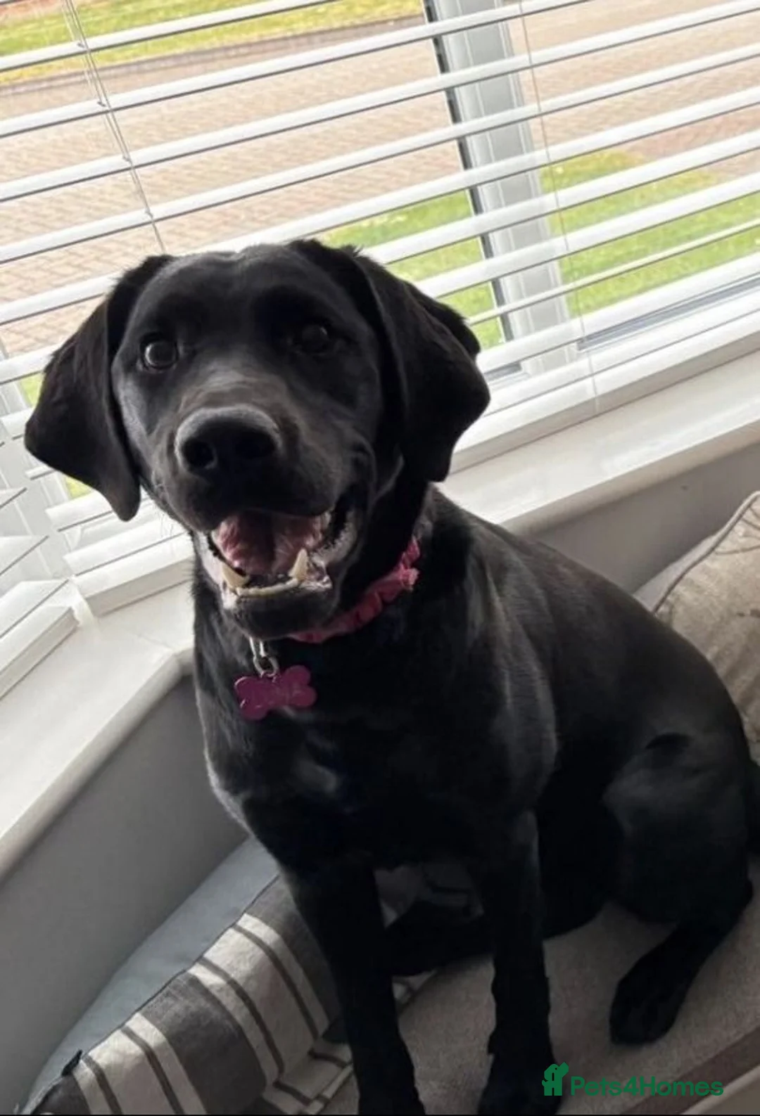 Labrador Retriever dogs for sale: Labrador  in Spalding - Advert 2