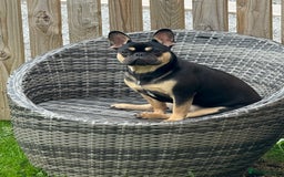 French Bulldog dogs for sale: Black & tan female french bulldog  - Image 1