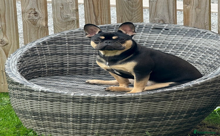 French Bulldog dogs - Advert 1
