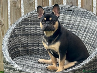 French Bulldog dogs - Advert 24