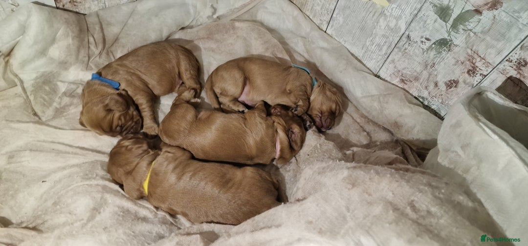 Cocker Spaniel dogs for sale: Cocker spaniel puppies - Image 5