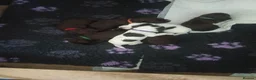 Sprocker dogs for sale: Beautiful Sprocker puppies for sale - Advert 17