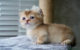 Munchkin cats for sale: Munchkin kittens - Advert 4