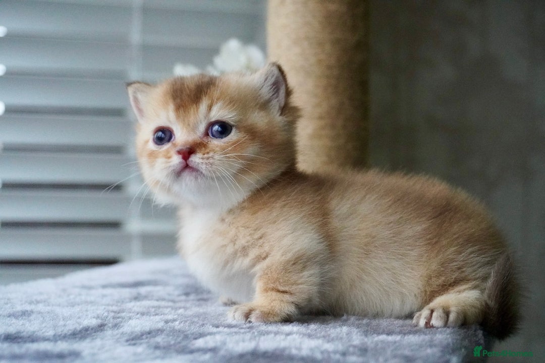 Munchkin cats for sale: Munchkin kittens - Advert 4