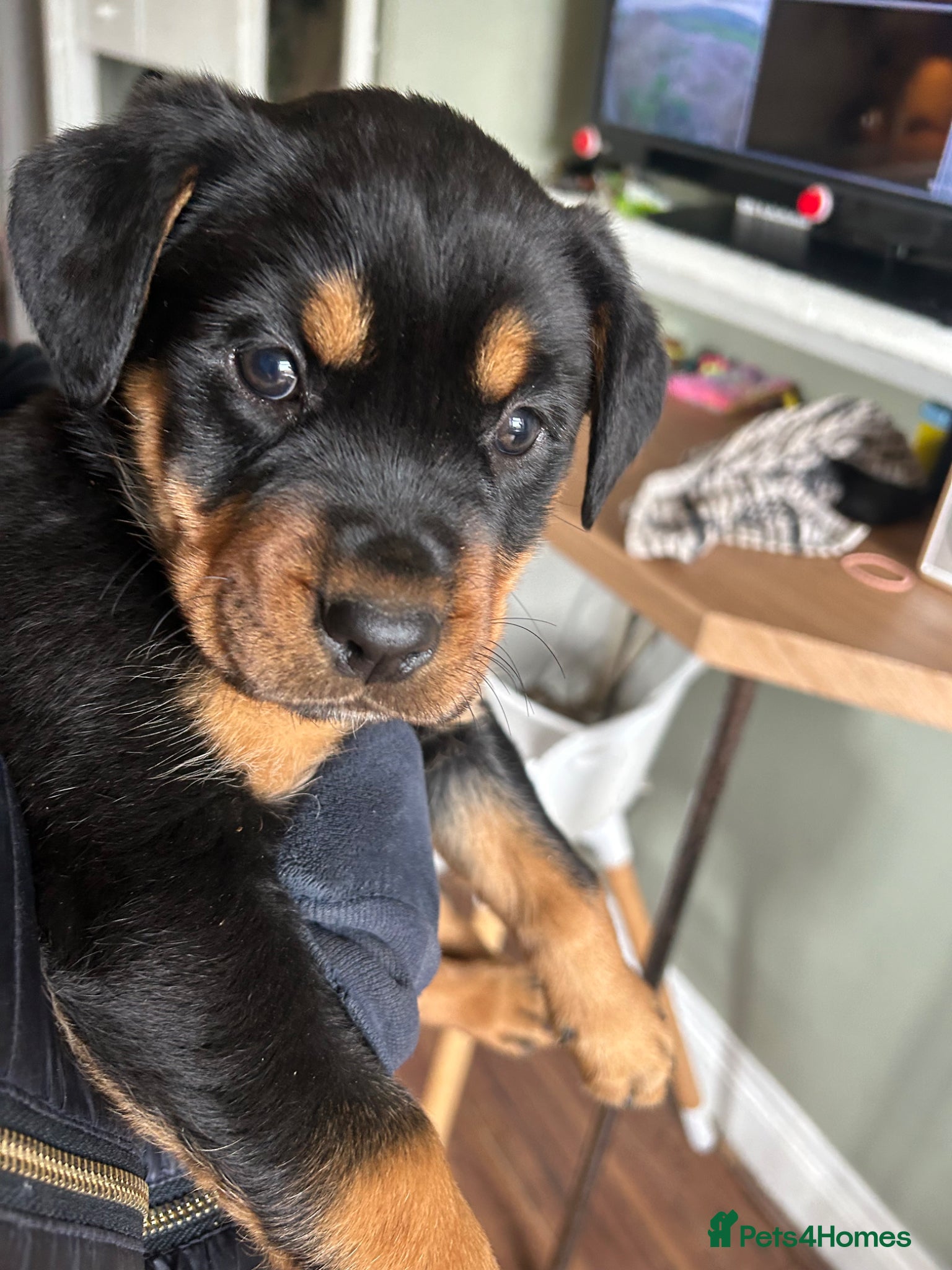 Rottweiler dogs Big chunky Rottweiler puppies  - Advert 8