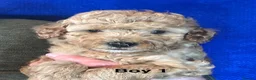 Cavapoo dogs for sale: Health Tested and Health Guaranteed Cavapoo Pups - Advert 9