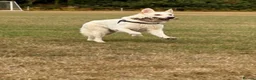 White Swiss Shepherd dogs for sale: White Swiss/german shepherd in Swansea - Advert 5