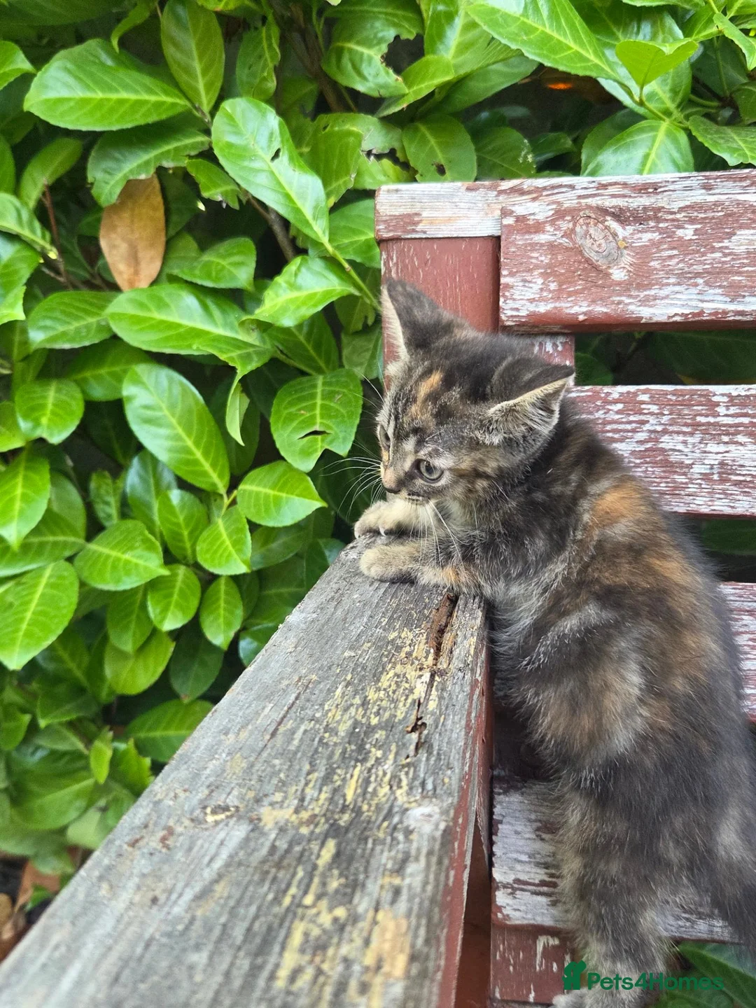 British Shorthair cats for sale: Beautiful black, white and ginger kitten. - Advert 2