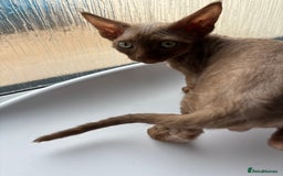 Devon Rex cats for sale: Devon Rex Kitten - Image 1