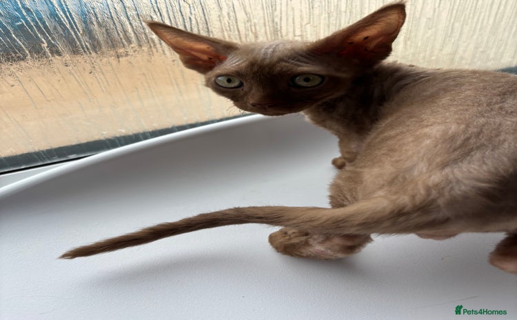 Devon Rex cats - Advert 1