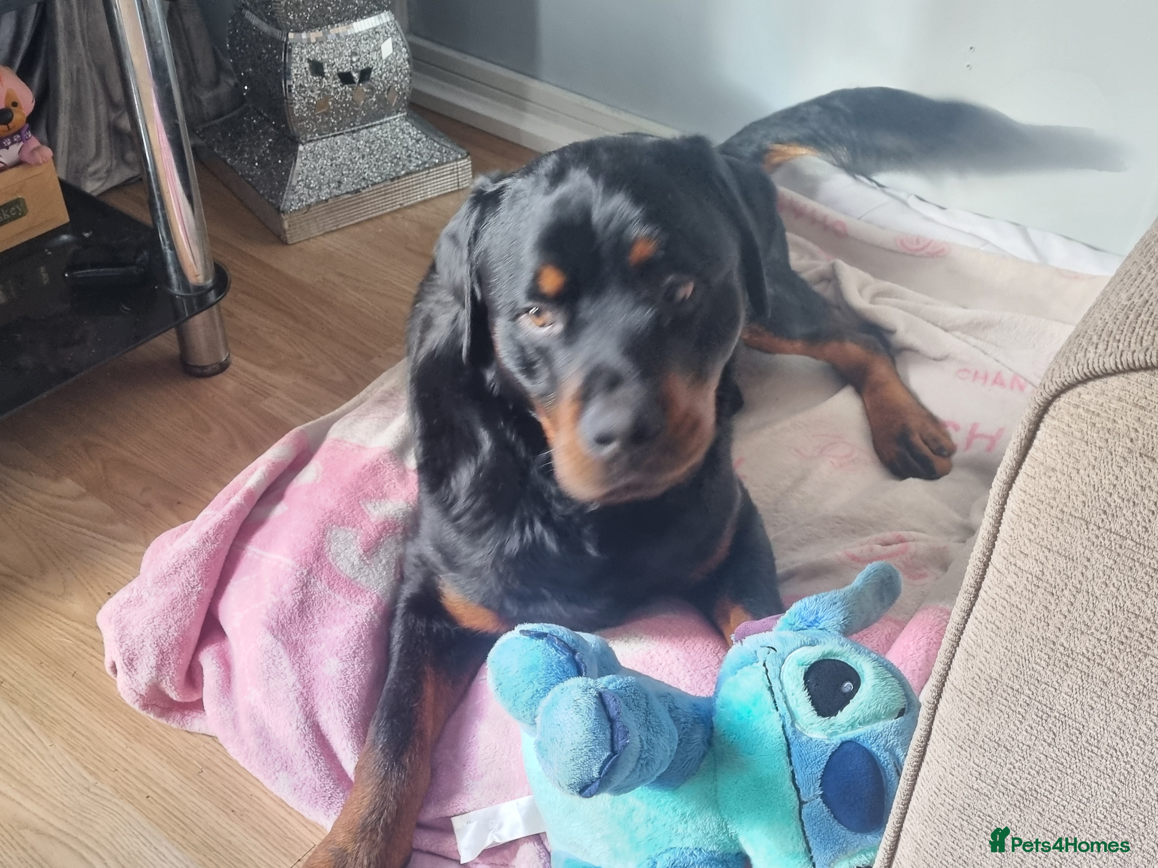 Rottweiler dogs Male Rottweiler Puppy - Advert 3