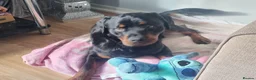 Rottweiler dogs for sale: Male Rottweiler Puppy in Sheerness - Advert 3