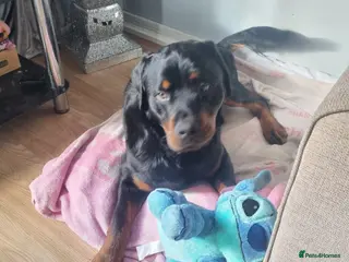 Rottweiler dogs Male Rottweiler Puppy - Advert 3