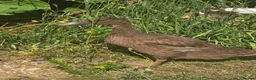 Ducks poultry for sale: Khaki Campbell growers - Advert 2