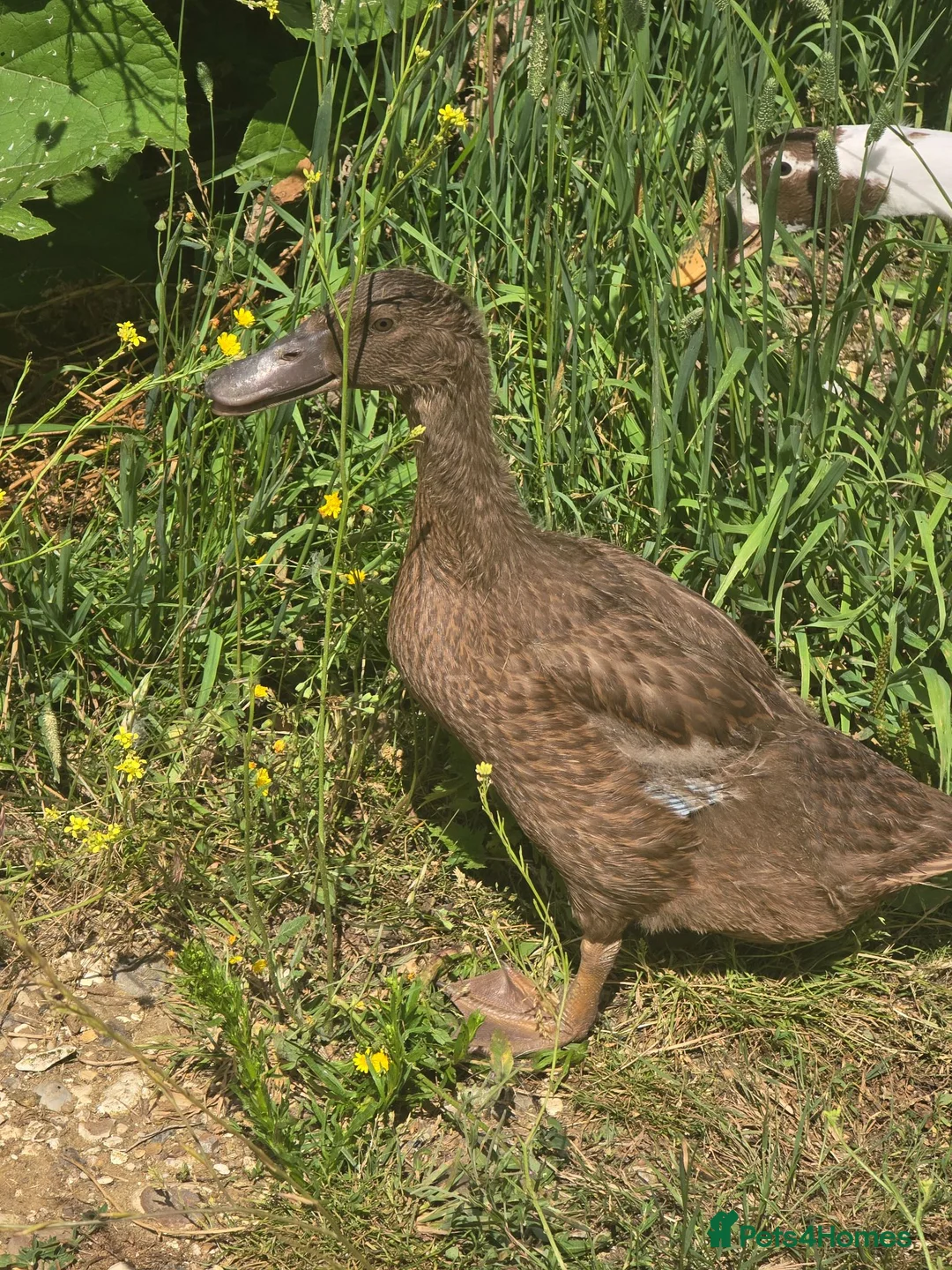 Ducks poultry for sale: Khaki Campbell growers - Advert 2