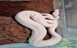 Python Snake reptiles for sale: Breeding trio of royal pythons - Image 2