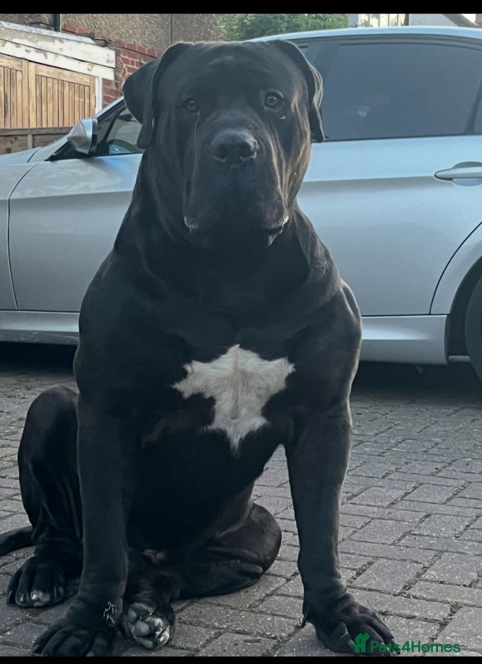 Boerboel dogs Pure Boerboel up for stud - Advert 1