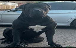 Boerboel dogs for stud: Pure Boerboel up for stud - Image 1