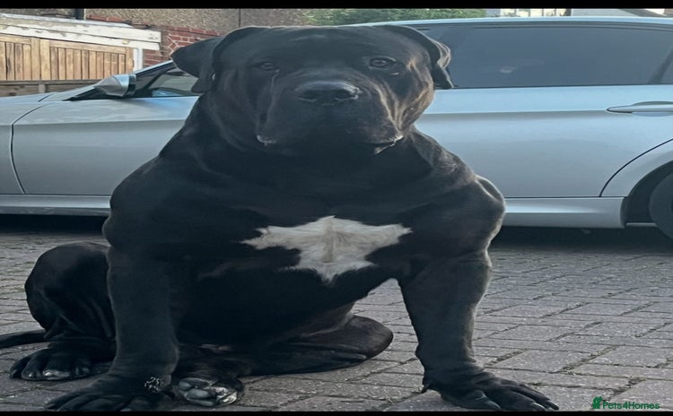 Boerboel dogs - Advert 4