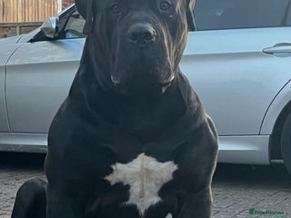 Boerboel dogs - Advert 2