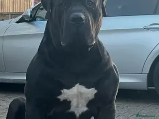 Boerboel dogs Pure Boerboel up for stud - Advert 1