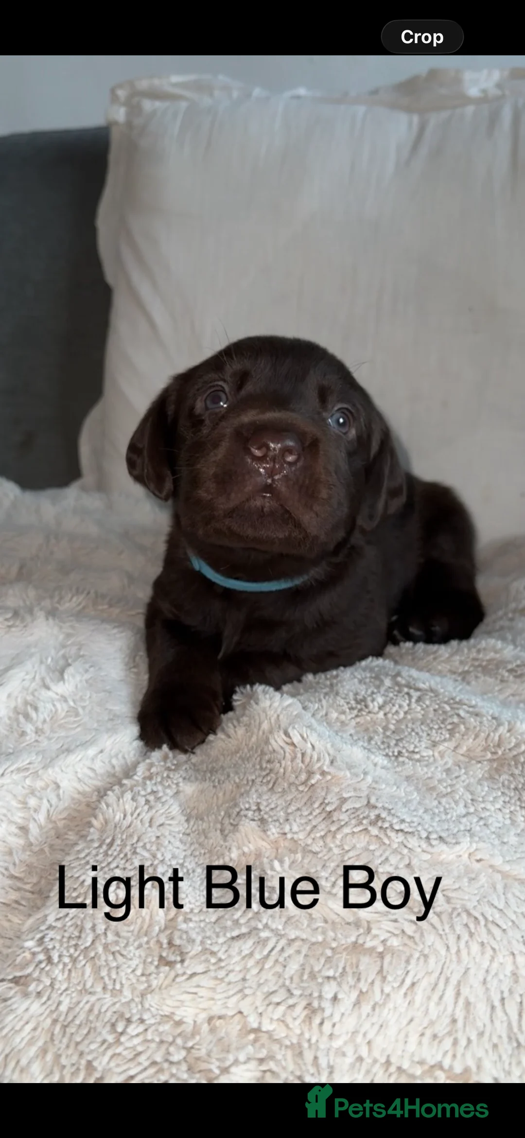 Labrador Retriever dogs for sale: Stunning chocolate Labrador puppies  - Advert 3