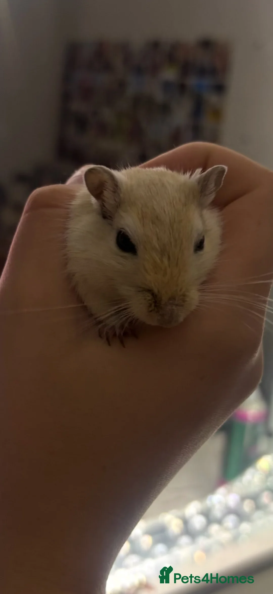 Gerbil rodents for sale: Two gerbils and large cage in Milton Keynes - Advert 3
