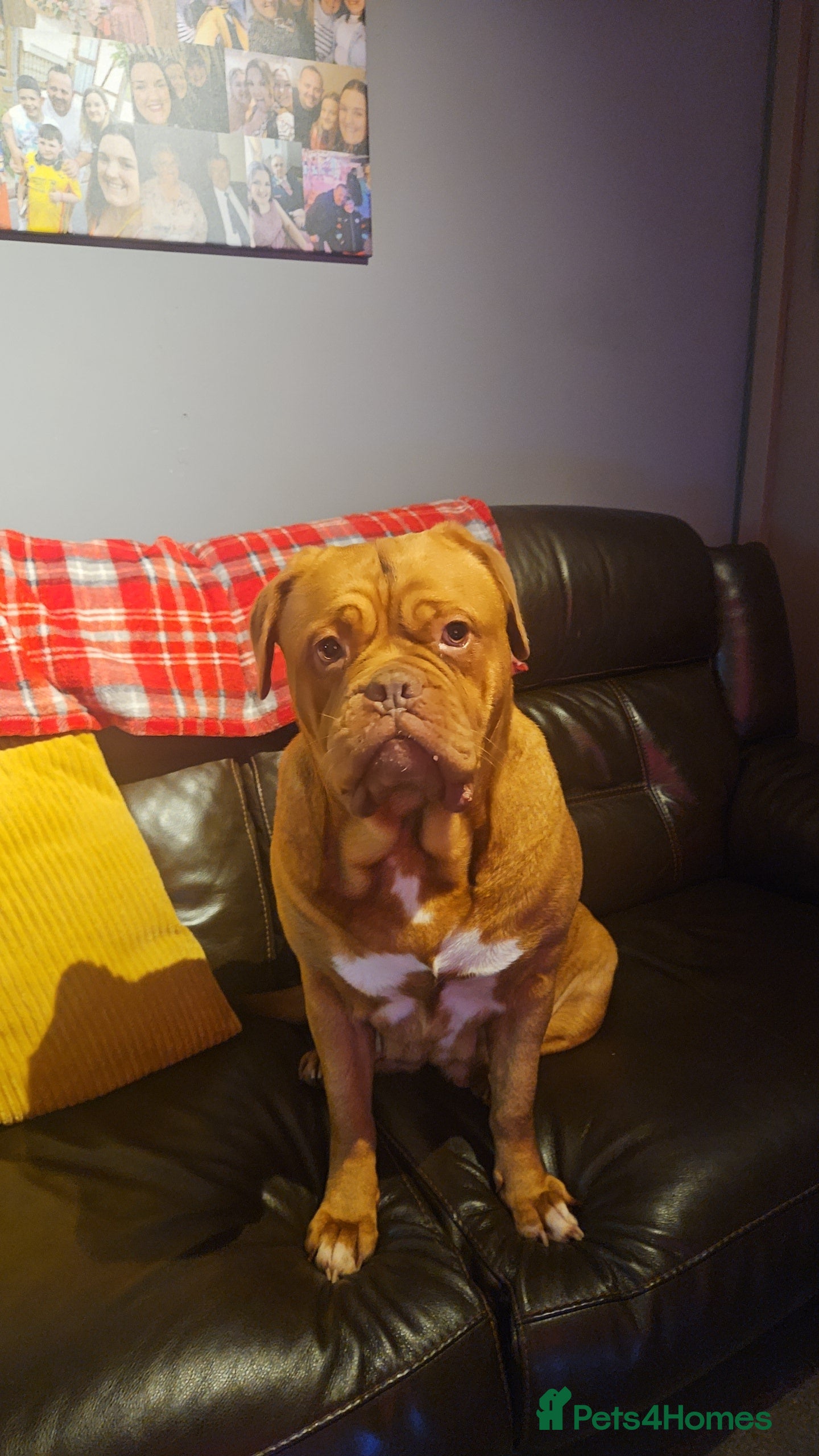 Dogue De Bordeaux dogs Buddy  - Advert 5