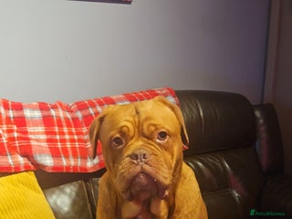 Dogue De Bordeaux dogs Buddy - Advert 10