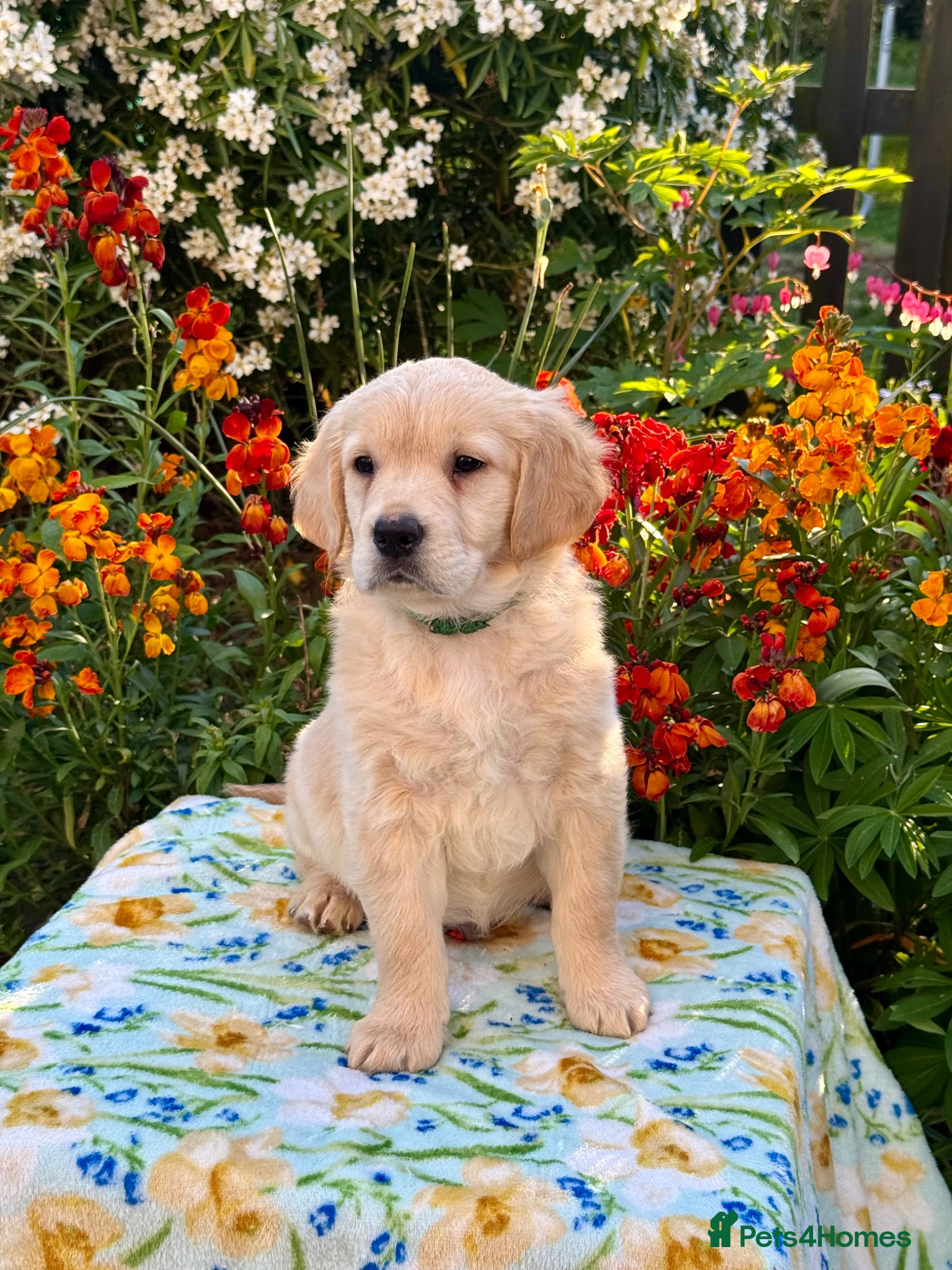 Goldendoodle dogs for sale: 1 boy left teddy bear like mini Goldendoodles  - Advert 15