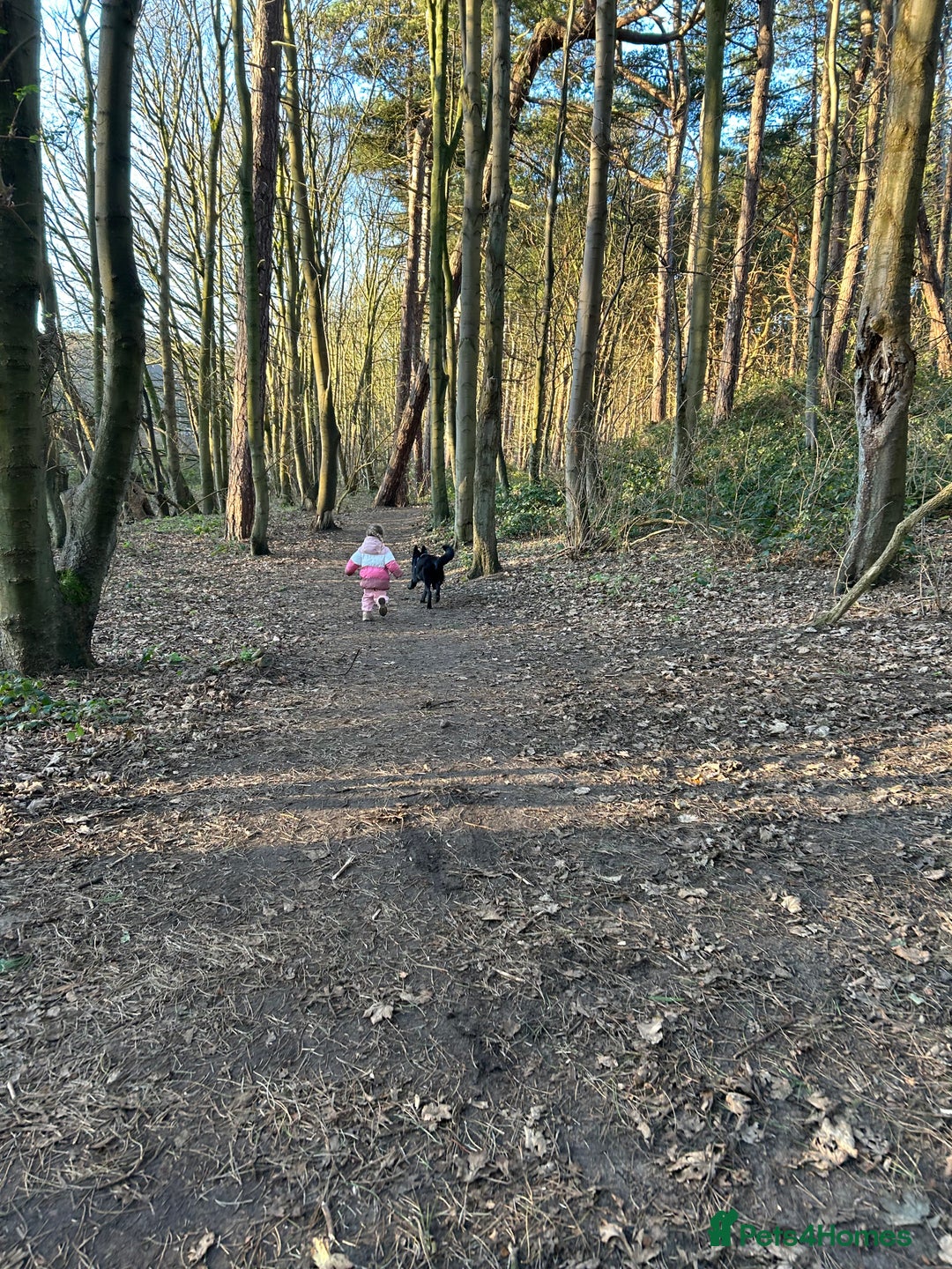 German Shepherd dogs for sale: KC Registered Black German Shepherd Bitch - Advert 2