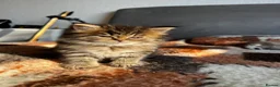 British Longhair cats for sale: (Last One) TICA & GCCF B.L.H Male - Advert 3