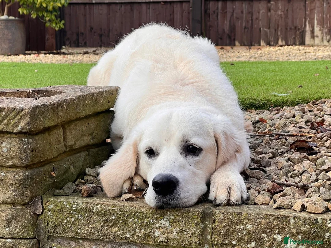 Golden Retriever dogs for sale: 5 beautiful fluffy golden retrievers for sale ❤️ - Advert 13
