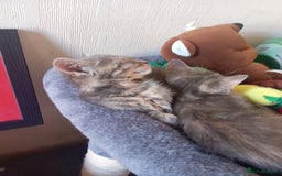 Mixed Breed cats for sale: 9 week old kittens  - Image 6
