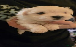 Maltese dogs for sale: Adorable Maltese puppies - Image 15