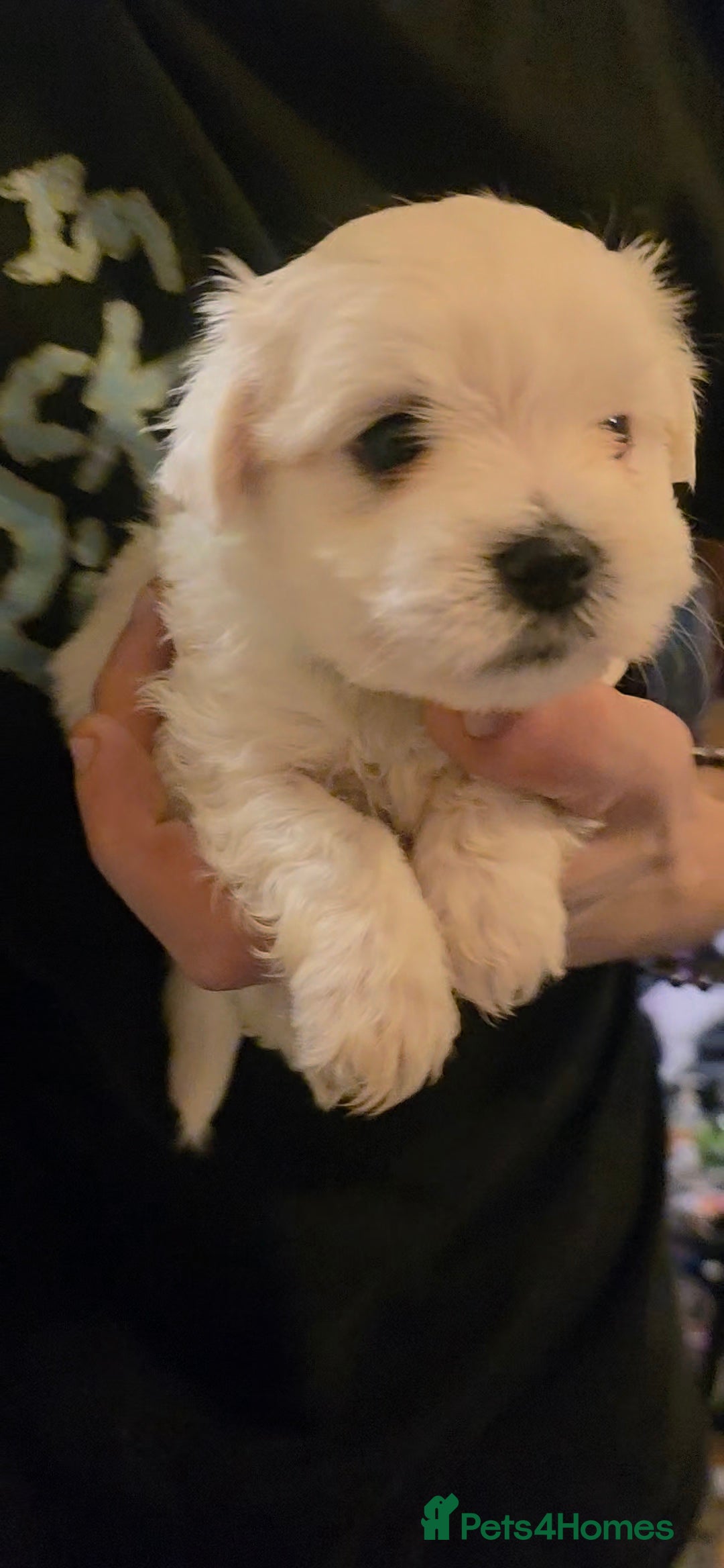 Maltese dogs for sale: Adorable Maltese puppies - Image 15