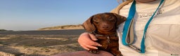 Miniature Dachshund dogs for stud: Royle ready for STUD DUTIES in Liverpool - Advert 2