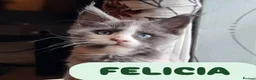 Maine Coon cats for sale: Amazing XXL ACTIVE TICA REGISTER READY NOW! - Advert 14
