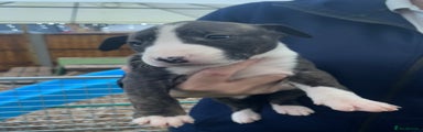 English Bull Terrier Puppy 5