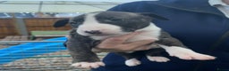 English Bull Terrier dogs for sale: English bull terrier pups - Advert 11