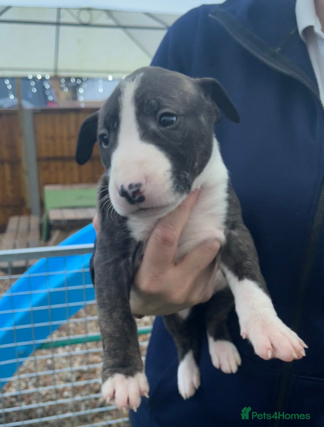 English Bull Terrier dogs for sale: English bull terrier pups - Advert 11