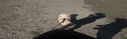 Cockapoo dogs for sale: 4yr old cockapoo for sale  - Advert 4