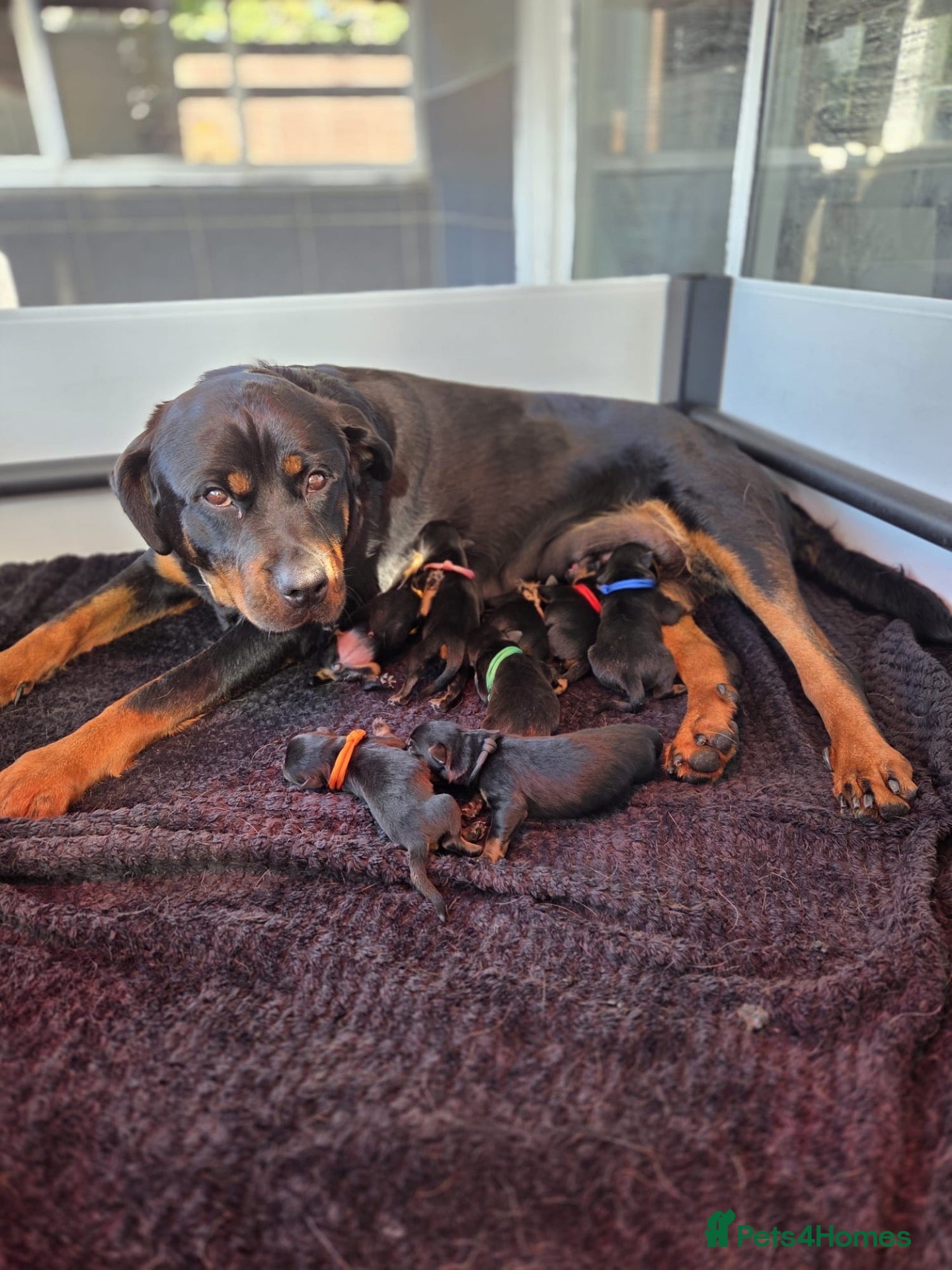 Rottweiler dogs Gorgeous Rottweiler Puppies - Advert 2
