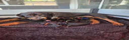Rottweiler dogs for sale: Gorgeous Rottweiler Puppies - Advert 1