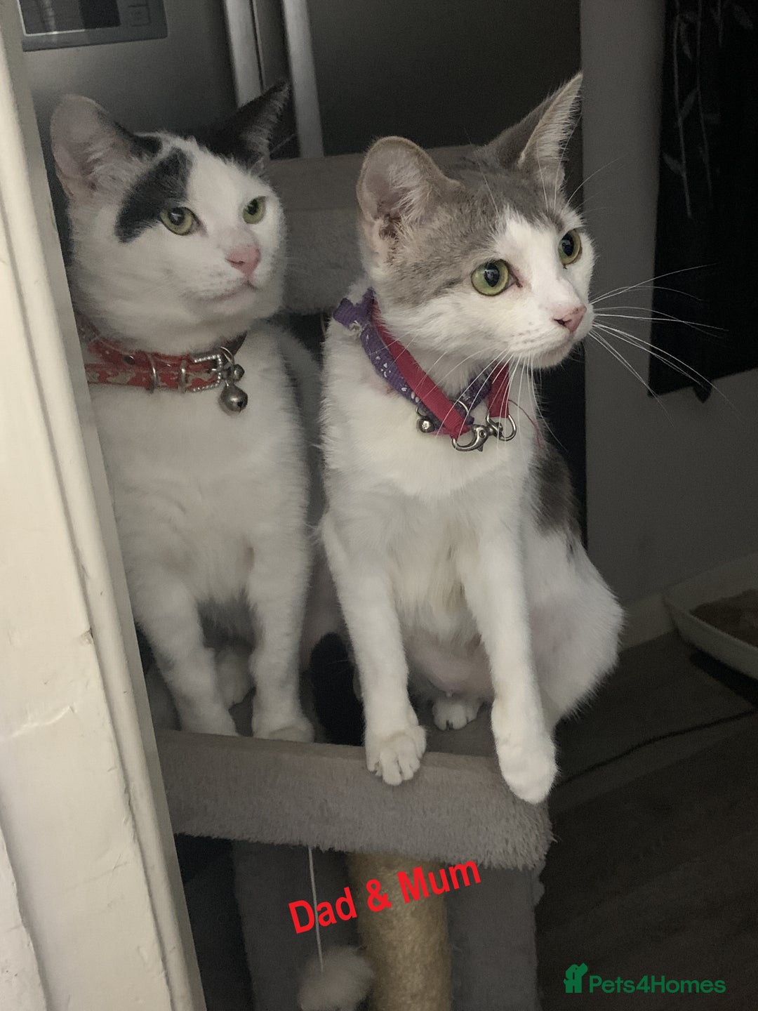 Mixed Breed cats for sale: 6 X BEAUTIFUL MIXED BREED KITTENS BORN 23.08.2025  - Image 24