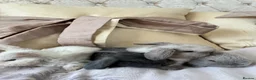 Mini Lop rabbits for sale: Cute Blue Mini Lop Babies  - Advert 12
