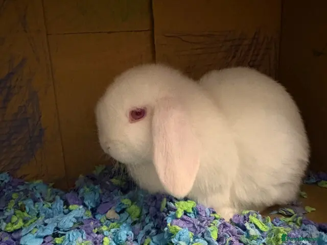Mini Lop rabbits for sale: Mini Lop Rabbits - Advert 2
